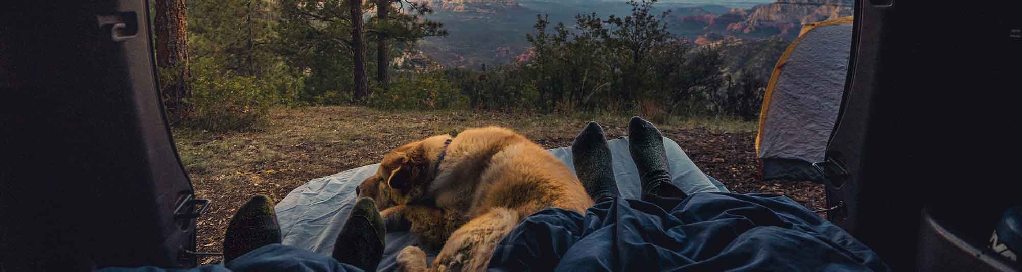camping with a dog in the mountains